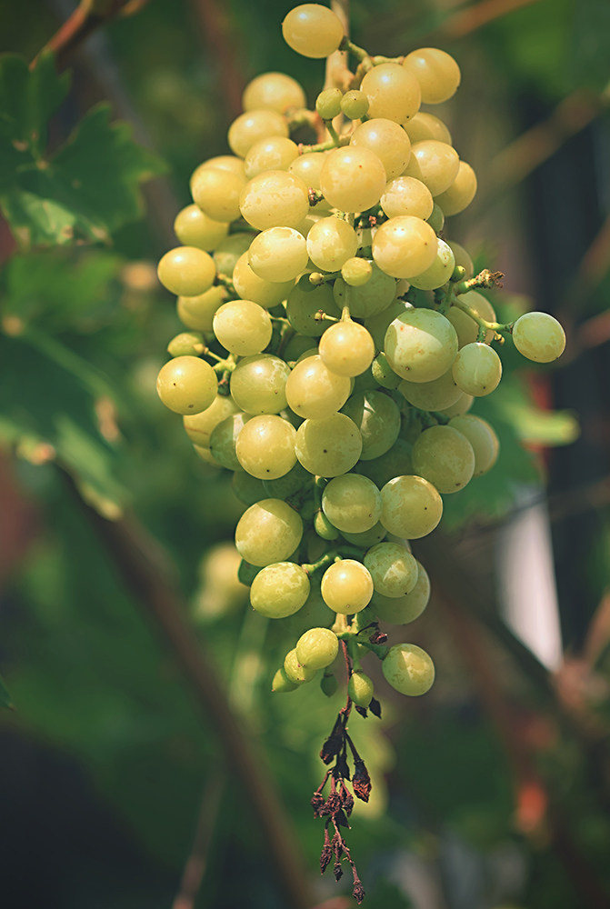 Fresh Export Quality Grapes